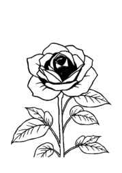 Roses Coloring Book 2FC011EB (12 Coloring Pages)