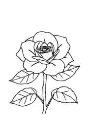 Roses Coloring Book 2FC011EB (12 Coloring Pages)