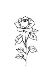 Roses Coloring Book 2FC011EB (12 Coloring Pages)