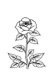 Roses Coloring Book 5B956BCD (12 Coloring Pages)