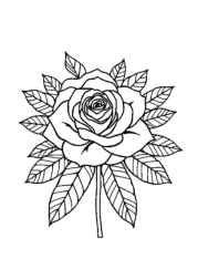 Roses Coloring Book 5B956BCD (12 Coloring Pages)