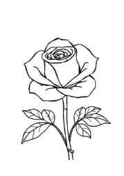 Roses Coloring Book 5B956BCD (12 Coloring Pages)