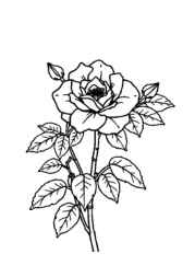 Roses Coloring Book A3D3B083 (12 Coloring Pages)