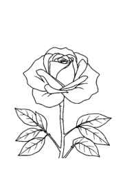 Roses Coloring Book A3D3B083 (12 Coloring Pages)