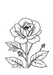 Roses Coloring Book A3D3B083 (12 Coloring Pages)