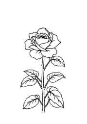 Roses Coloring Book BB0DE789 (12 Coloring Pages)