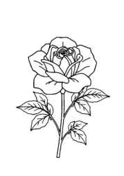 Roses Coloring Book BB0DE789 (12 Coloring Pages)