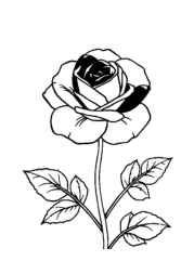 Roses Coloring Book BB0DE789 (12 Coloring Pages)