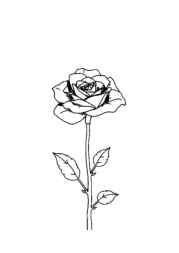 Roses Coloring Book BB0DE789 (12 Coloring Pages)