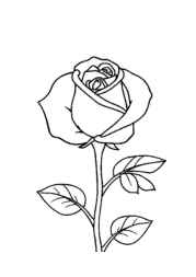 Roses Coloring Book BB0DE789 (12 Coloring Pages)