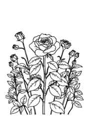 Roses Coloring Book DF2479FA (12 Coloring Pages)