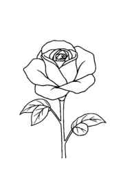 Roses Coloring Book DF2479FA (12 Coloring Pages)