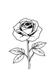 Roses Coloring Book DF2479FA (12 Coloring Pages)