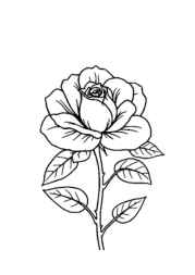 Roses Coloring Book DF2479FA (12 Coloring Pages)