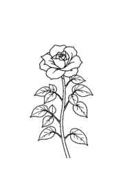 Roses Coloring Book DF2479FA (12 Coloring Pages)