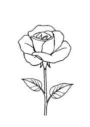 Roses Coloring Book DF2479FA (12 Coloring Pages)