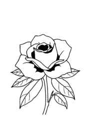 Roses Coloring Book DF2479FA (12 Coloring Pages)