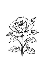 Roses Coloring Book ED1A5B10 (12 Coloring Pages)