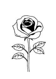 Roses Coloring Book ED1A5B10 (12 Coloring Pages)