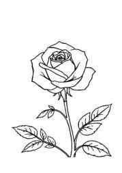 Roses Coloring Book ED1A5B10 (12 Coloring Pages)
