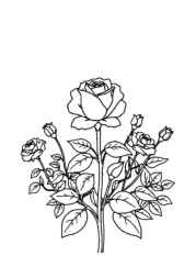 Roses Coloring Book ED1A5B10 (12 Coloring Pages)