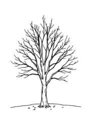 Seasonal Trees Coloring Book 929CED5F (12 Coloring Pages)