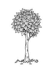Seasonal Trees Coloring Book 929CED5F (12 Coloring Pages)