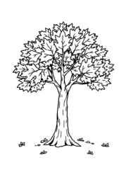 Seasonal Trees Coloring Book C0673619 (12 Coloring Pages)