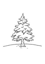 Seasonal Trees Coloring Book C0673619 (12 Coloring Pages)