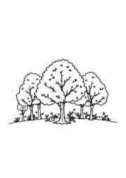 Seasonal Trees Coloring Book C0673619 (12 Coloring Pages)