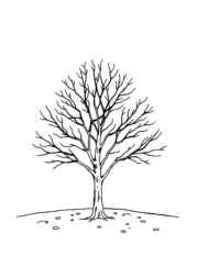 Seasonal Trees Coloring Book C0673619 (12 Coloring Pages)