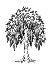 Trees Coloring Book 142DEEE4 (12 Coloring Pages)