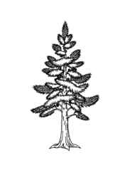 Trees Coloring Book 142DEEE4 (12 Coloring Pages)