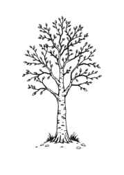 Trees Coloring Book 142DEEE4 (12 Coloring Pages)