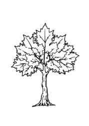 Trees Coloring Book 142DEEE4 (12 Coloring Pages)