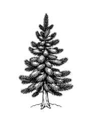 Trees Coloring Book 576BD964 (12 Coloring Pages)