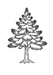 Trees Coloring Book 88415811 (12 Coloring Pages)