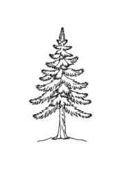 Trees Coloring Book 93C20166 (12 Coloring Pages)