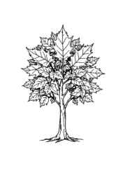Trees Coloring Book B92F06C5 (12 Coloring Pages)