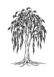 Trees Coloring Book B92F06C5 (12 Coloring Pages)