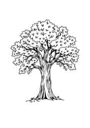 Trees Coloring Book B92F06C5 (12 Coloring Pages)