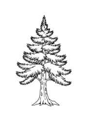 Trees Coloring Book B92F06C5 (12 Coloring Pages)
