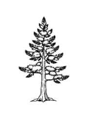 Trees Coloring Book CB6CEAEE (12 Coloring Pages)