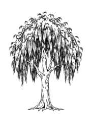 Trees Coloring Book CB6CEAEE (12 Coloring Pages)