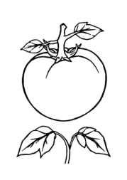 Vegetables Coloring Book 1AF5207B (12 Coloring Pages)