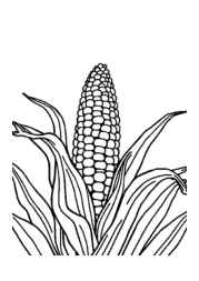 Vegetables Coloring Book 492EF2DB (12 Coloring Pages)